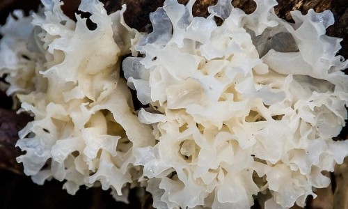 腊八糕的功效与作用网- 腊八饭的正宗做法知识,分享腊八粥的家常做法
